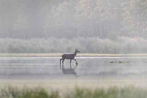 Red deer
