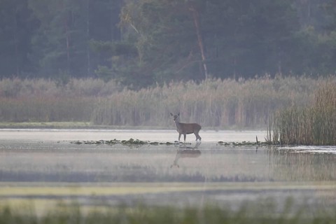 Red deer