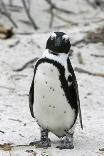 Black-footed penguin