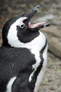 Black-footed penguin