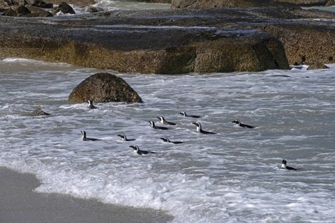 Cape penguins