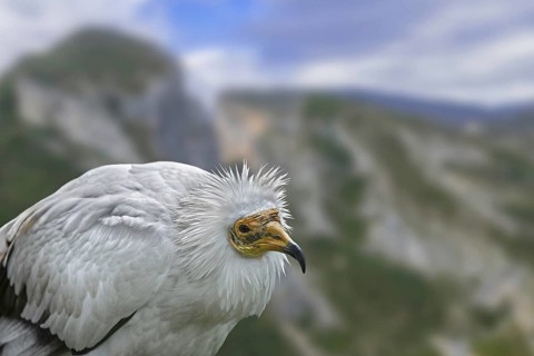 Egyptian vulture
