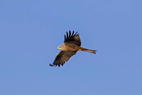 Black kite