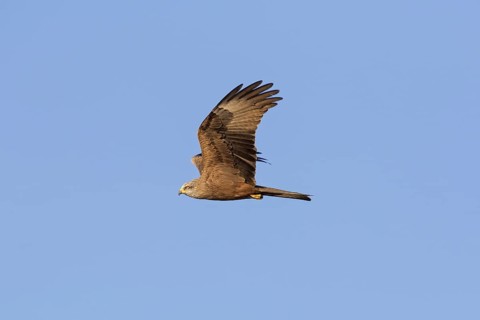 Black kite