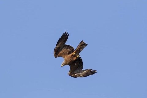 Black kite