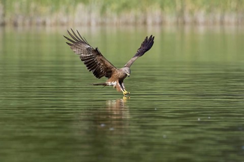 Black kite