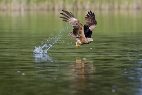 Black kite