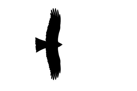 Silhouette of soaring black kite