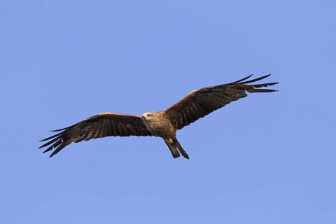 Black kite