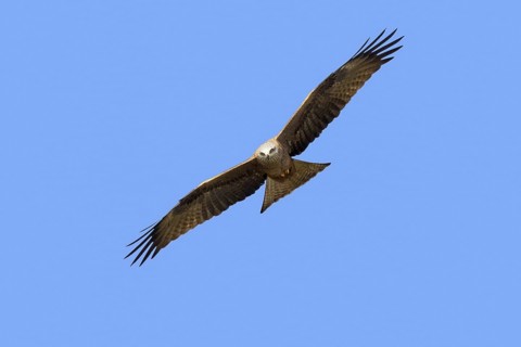 Black kite