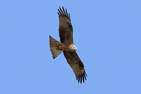 Black kite