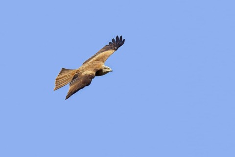 Black kite