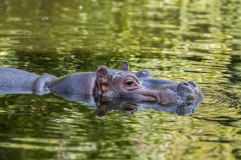 Common hippopotamus