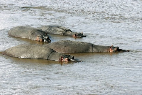 Hippos