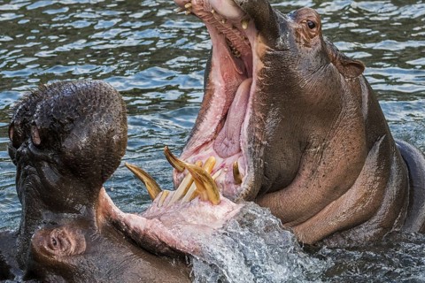 Fighting hippopotamuses