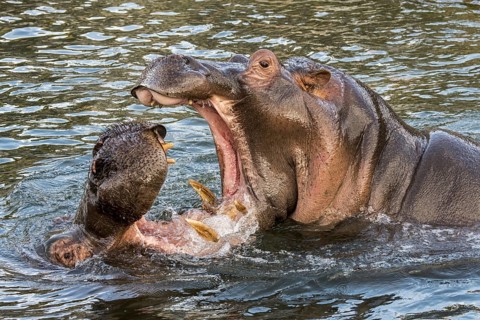 Fighting hippopotamuses