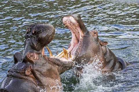 Fighting hippopotamuses