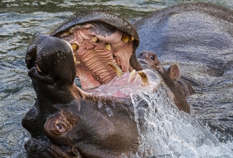 Fighting hippopotamuses