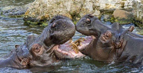 Fighting hippopotamuses