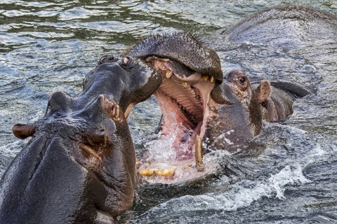 Fighting hippopotamuses