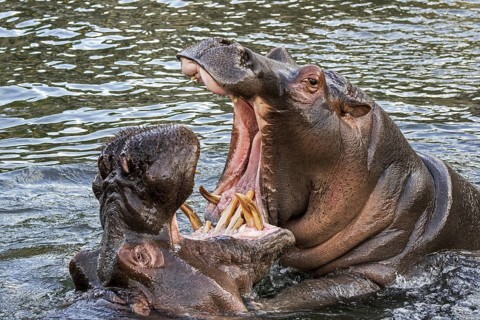 Fighting hippopotamuses