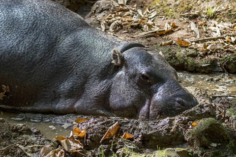 Pygmy hippopotamus