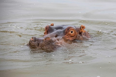 Close-up of surfacing hippopotamus