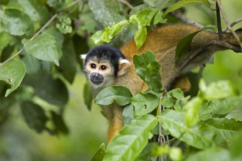 Bolivian squirrel monkey