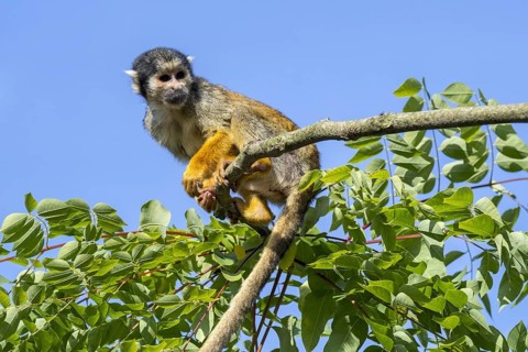 Black-capped squirrel monkey