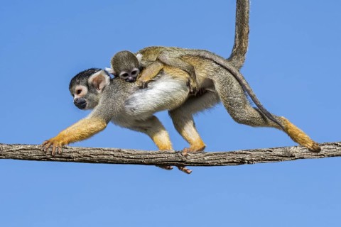 Black-capped squirrel monkey