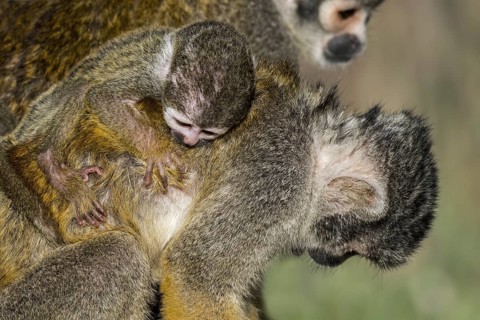 Black-capped squirrel monkey