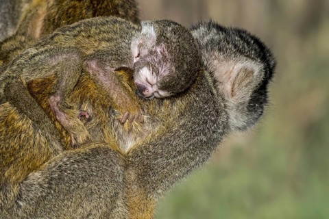 Black-capped squirrel monkey