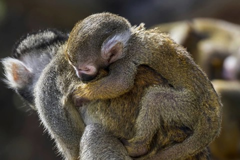 Black-capped squirrel monkey