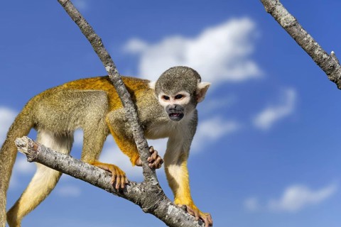 Black-capped squirrel monkey