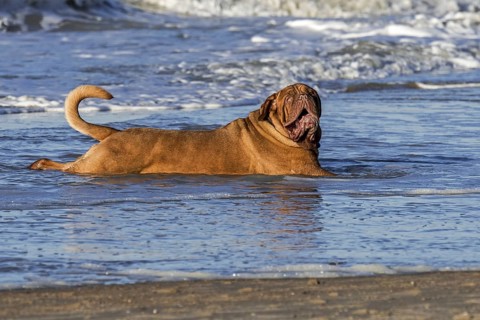 Unleashed Dogue de Bordeaux