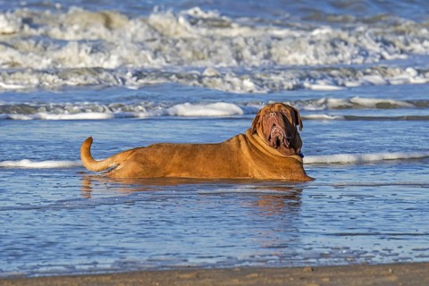 Unleashed Dogue de Bordeaux