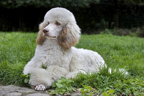Standard poodle