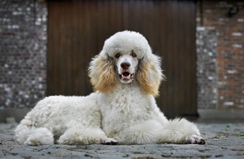Standard poodle