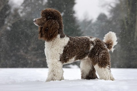 Standard poodle in the snow during snowfall in winter