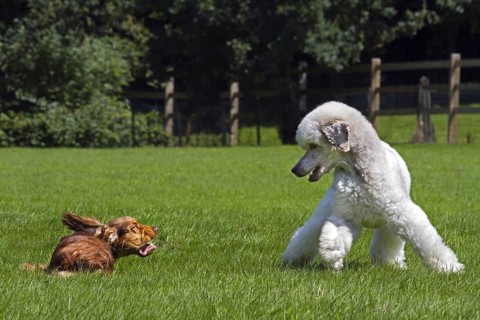 White standard poodle