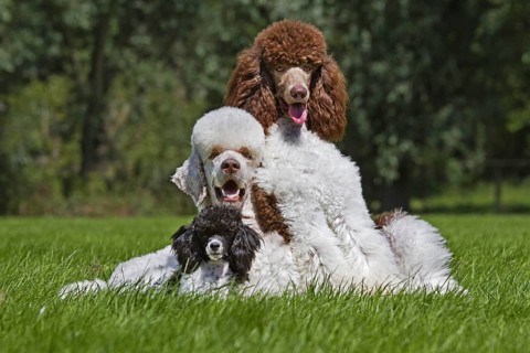 Harlequin poodles