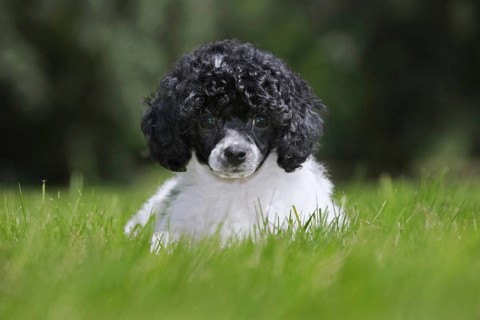 Black and white Miniature