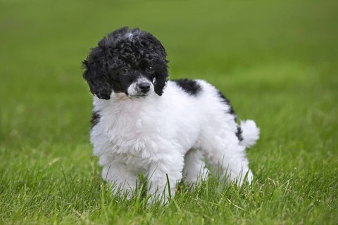 Black and white Miniature