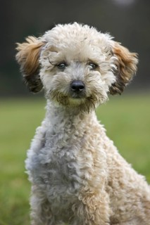 Standard poodle