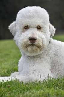 Standard poodle