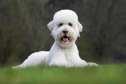 Standard poodle