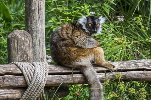Black lemur