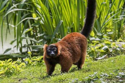 Red ruffed lemur