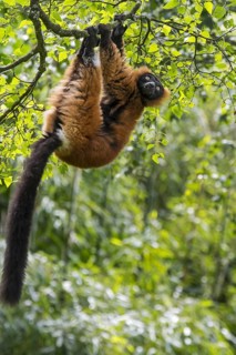Red ruffed lemur