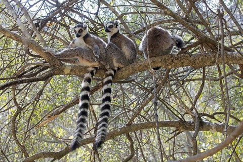 Ring-tailed